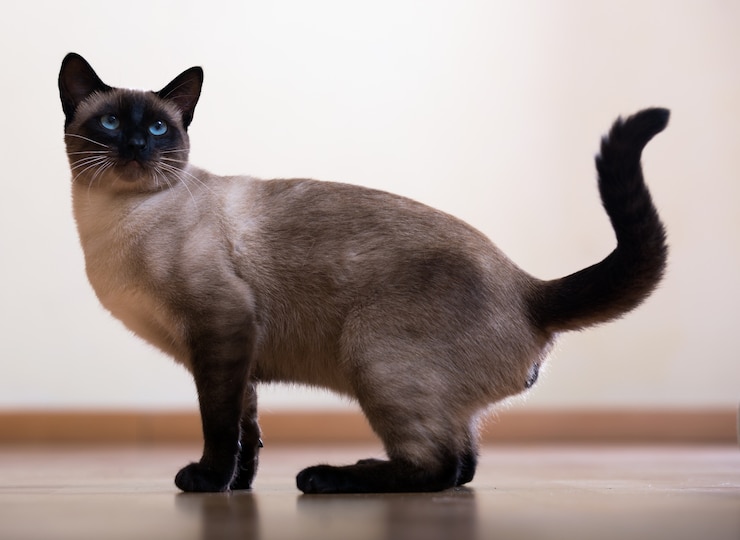 Foto giovane gatto siamese adulto