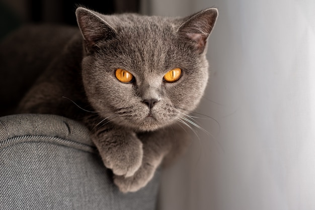 Giovane gatto sveglio che riposa sul pavimento di legno. Il gattino di razza British Shorthair con pelliccia grigio blu