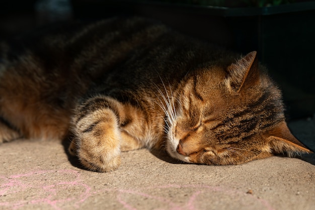 Giovane gatto tabby marrone che dorme sotto la luce del sole vita degli animali domestici