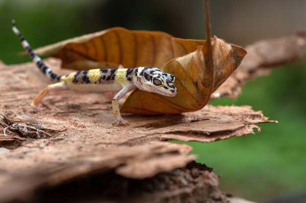 Giovane geco leopardo in natura