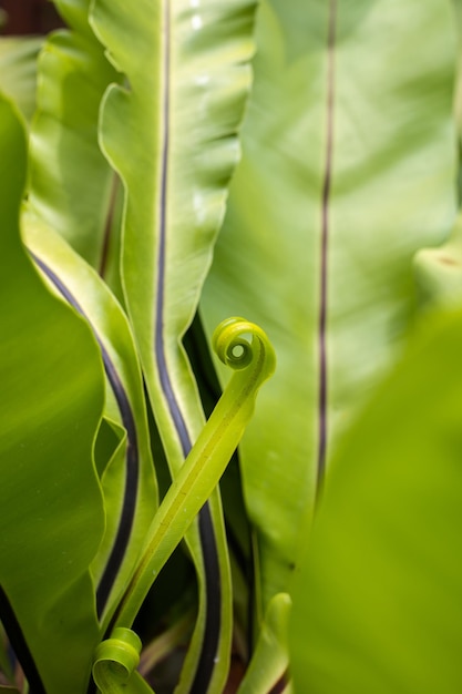 Giovane germoglio banana palm spirale ritorta Verde tropicale in Asia