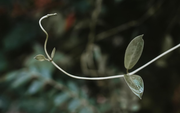 Giovane germoglio del fuoco molle della felce verde