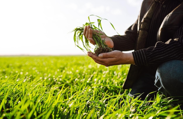 Giovane germoglio di grano verde nelle mani di un agricoltore Agricoltura giardinaggio o concetto di ecologia