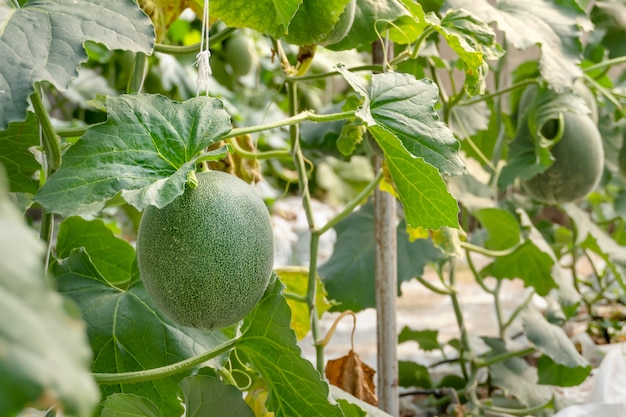 Giovane germoglio di melone verde