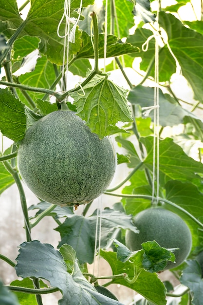 Giovane germoglio di melone verde