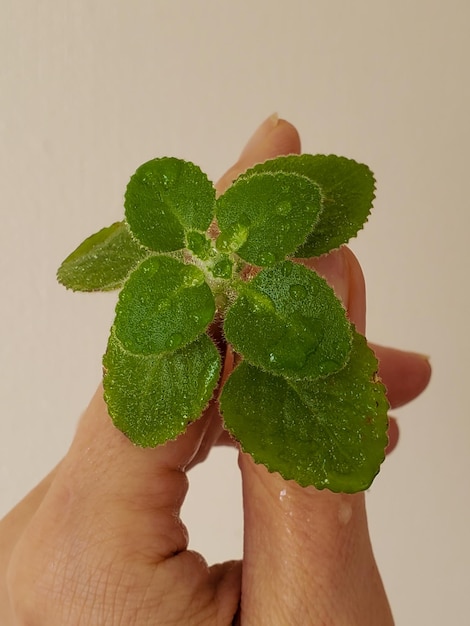 Giovane germoglio di menta verde con gocce d'acqua in mano piantina primaverile