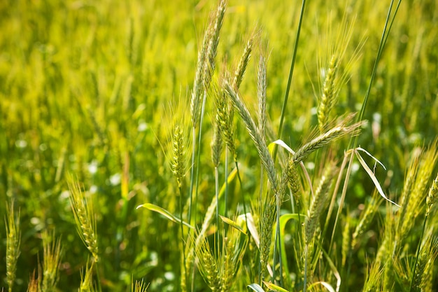 Giovane giacimento di grano verde un giorno soleggiato, primo piano