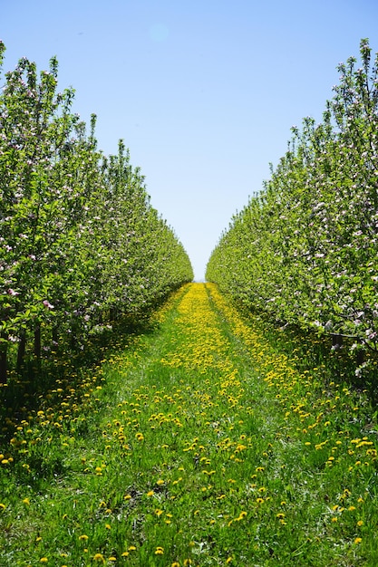 Giovane giardino del frutteto di mele in primavera con un bellissimo campo di denti di leone in fiore in verticale