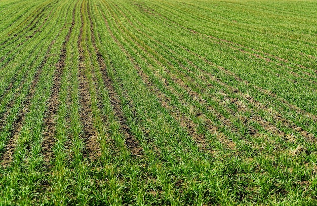 Giovane grano verde in crescita in campo agricolo Giovani piante di grano invernale Germogli di segale