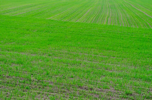 Giovane grano verde nel campo
