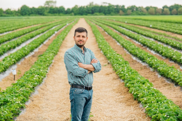 Giovane grazioso agricoltore che guarda la telecamera in piedi su un terreno agricolo con le braccia incrociate e colture di fragole sullo sfondo giovane ritratto maschile su terreni agricoli