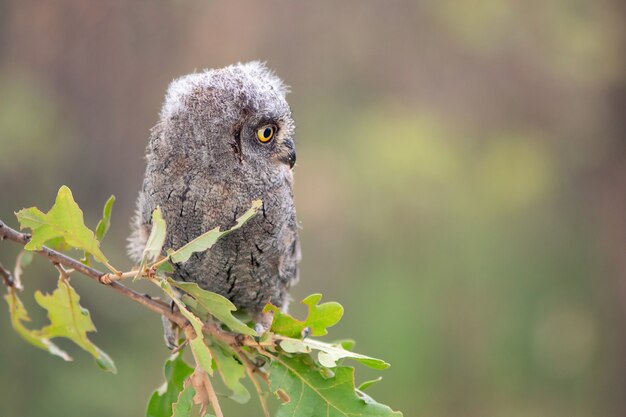 Giovane gufo europeo scops seduto su un ramo