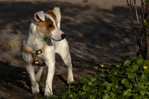 Giovane jack Russell terrier durante una passeggiata nel parco