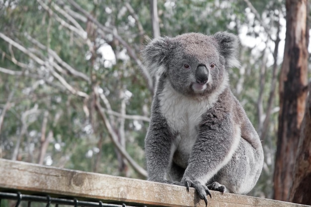 Giovane koala grigio che guarda a sinistra