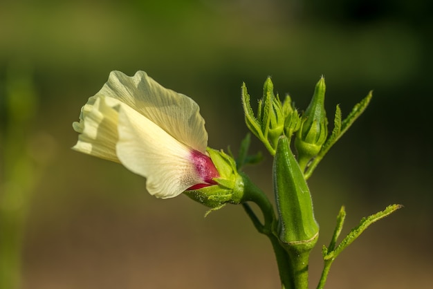 Giovane Ladyfinger o okra che cresce sulla pianta nel campo dell'azienda agricola.