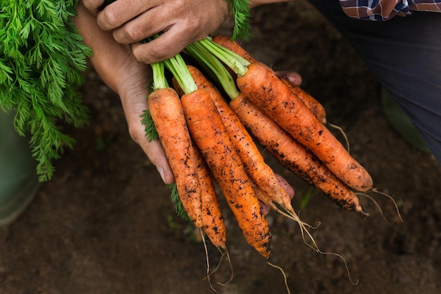 Giovane lavoratore agricoltore che tiene in mano raccolto nostrano di carote arancioni fresche Giardino privato frutteto economia naturale hobby e concetto di svago