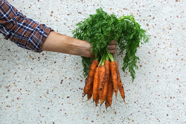 Giovane lavoratore agricoltore che tiene in mano raccolto nostrano di carote arancioni fresche Giardino privato frutteto economia naturale hobby e concetto di svago