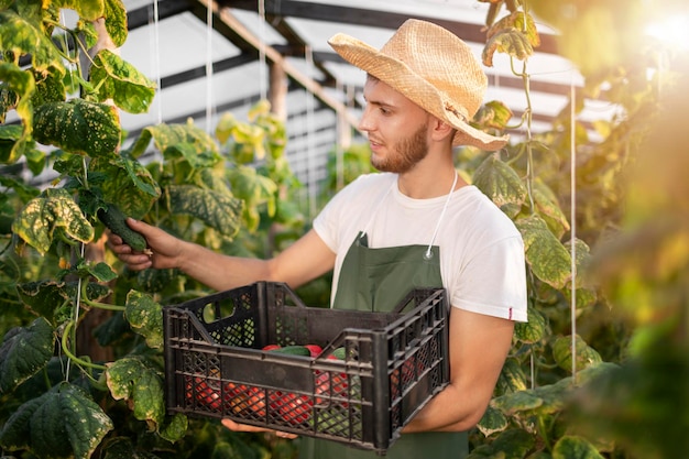 Giovane lavoratore maschio barbuto che raccoglie i cetrioli