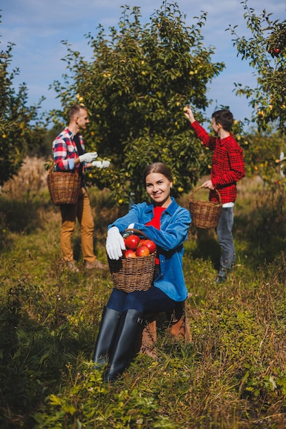 Giovane lavoratrice sorridente raccoglie mele mature nel frutteto durante il raccolto autunnale Il periodo del raccolto delle mele Frutteto delle mele Agricoltura familiare che coltiva alberi da frutto