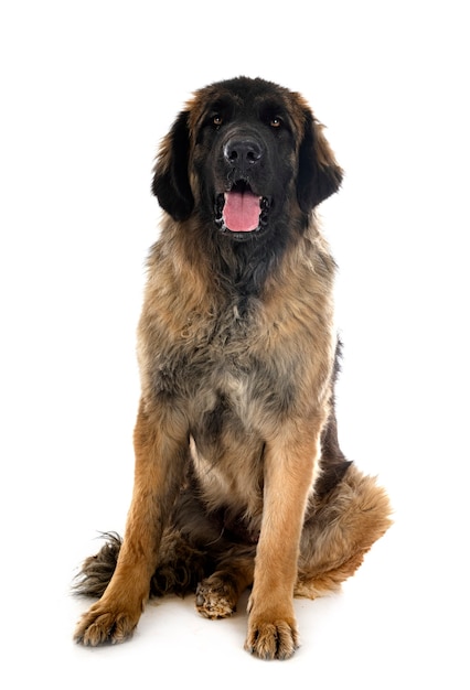 Giovane Leonberger davanti a sfondo bianco