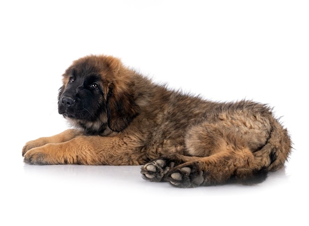 Giovane Leonberger davanti a sfondo bianco