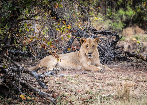 Giovane leone maschio Panthera Leo che si rilassa nell'ombra