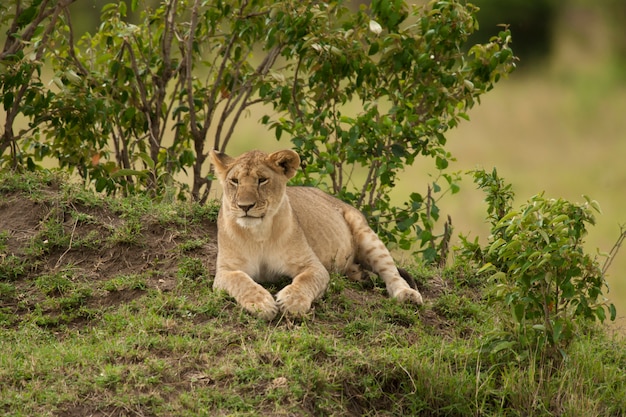 Giovane leone nella savana