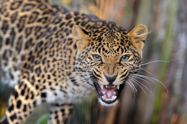 giovane leopardo in natura