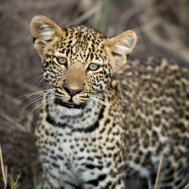 Giovane leopardo nel Serengeti, Tanzania, Africa