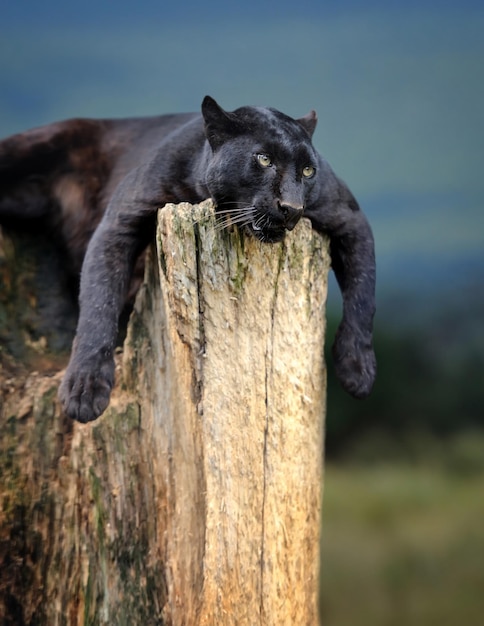 Giovane leopardo nero seduto su un tronco di albero sullo sfondo di Savannah