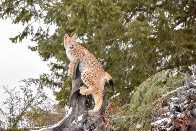 Giovane lince siberiale che arrampica un ceppo in un'abetaia in inverno