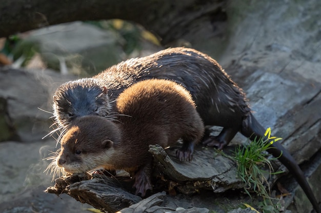 Giovane lontra asiatica dai piccoli artigli Amblonyx cinerea conosciuta anche come la lontra orientale dai piccoli artigli