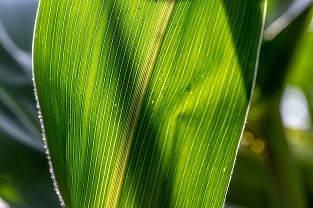 Giovane mais verde che cresce sullo sfondo del campo