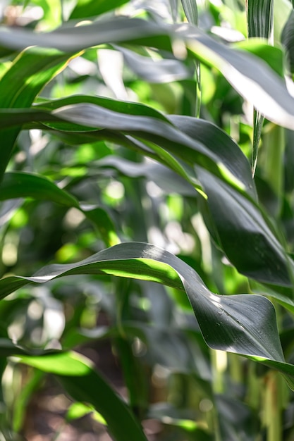 Giovane mais verde che cresce sullo sfondo del campo