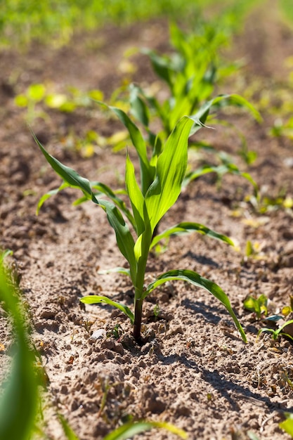 Giovane mais verde immaturo nel campo