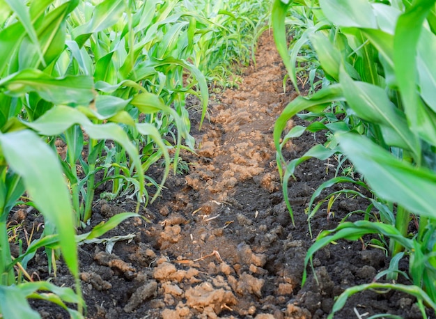 Giovane mais verde sul campo Campo di mais in primavera Coltivazione di steli di mais