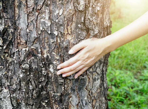 giovane mano femminile che tocca la vecchia corteccia di albero con il sole che splende