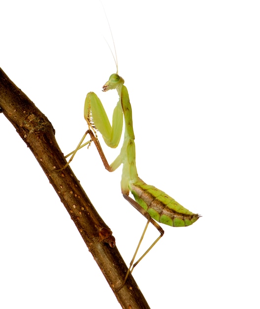 Giovane mantide religiosa - Sphodromantis lineola di fronte su un bianco isolato