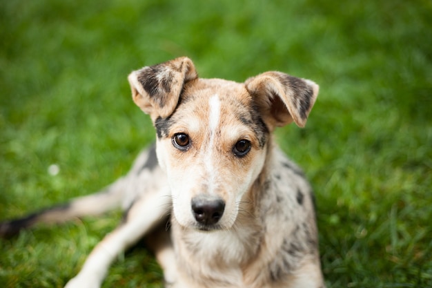 Giovane marrone mix-cane sdraiato sull'erba al giardino enorme