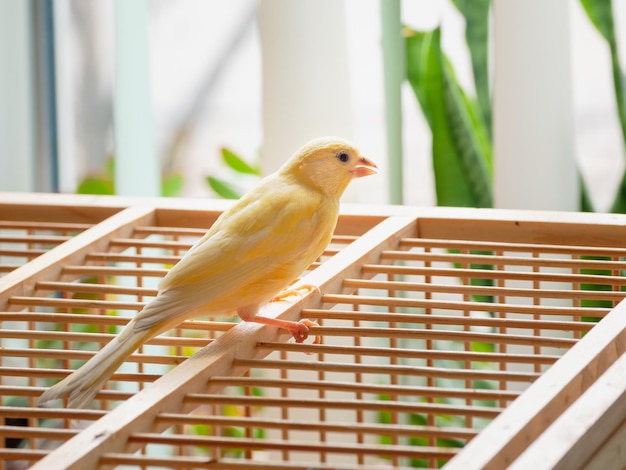 Giovane maschio Curioso canarino arancione sta cantando L'uccello guarda dritto su una gabbia su uno sfondo chiaro Allevamento di uccelli canori a casa