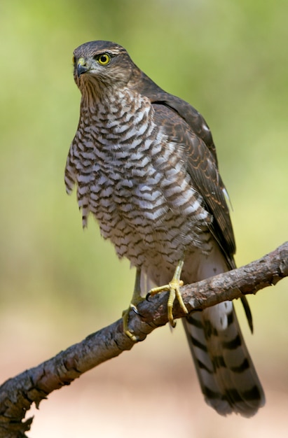 Giovane maschio di Sparviero eurasiatico all'alba, falco, uccelli, falchi, Accipiter nisus