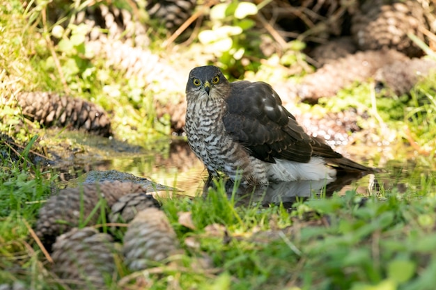 Giovane maschio di sparviero euroasiatico in un punto d'acqua naturale in una foresta di pini in estate