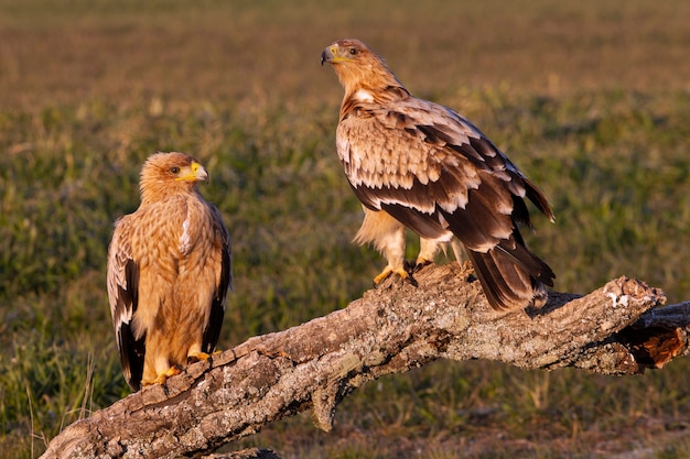 Giovane maschio e femmina dell'aquila imperiale spagnola all'alba in inverno