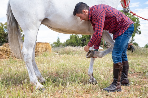 Giovane maschio in attrezzatura casuale facendo uso della spazzola per rimuovere erba e sporcizia dal ferro di cavallo del cavallo bianco in prato