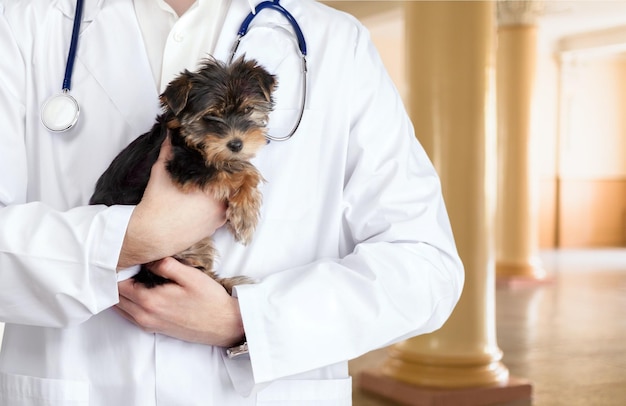 Giovane medico che tiene piccolo cane in clinica