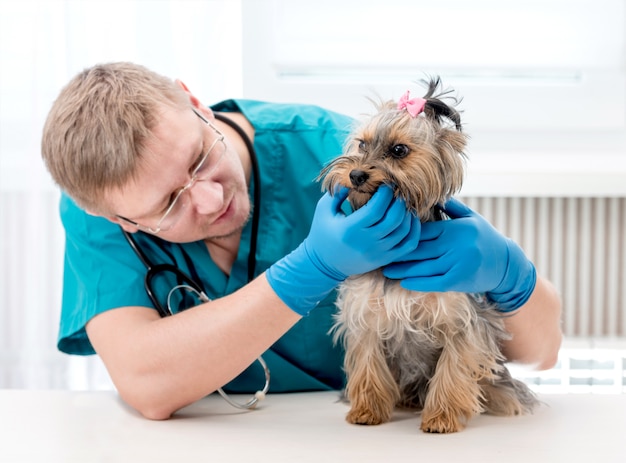 Giovane medico maschio dell'animale domestico che controlla i denti del cane