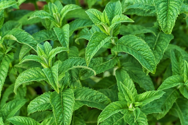 Giovane menta verde sullo sfondo di un giardino in estate