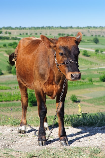 Giovane mucca al prato