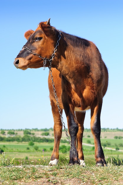 Giovane mucca al prato