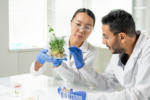 Giovane operaio di laboratorio femminile in guanti e camice bianco che tiene germogli di soia verdi cresciuti in laboratorio mentre il suo collega ne prende uno